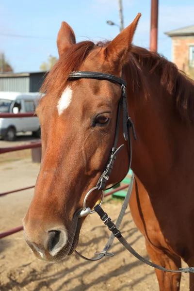 Bruin paard close-up — Stockfoto