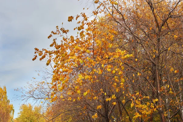 Gele herfstboom — Stockfoto