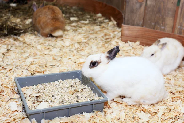 Biały puszysty królików — Zdjęcie stockowe
