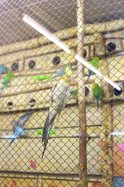 Bright papugi w klatka dla ptaków — Zdjęcie stockowe