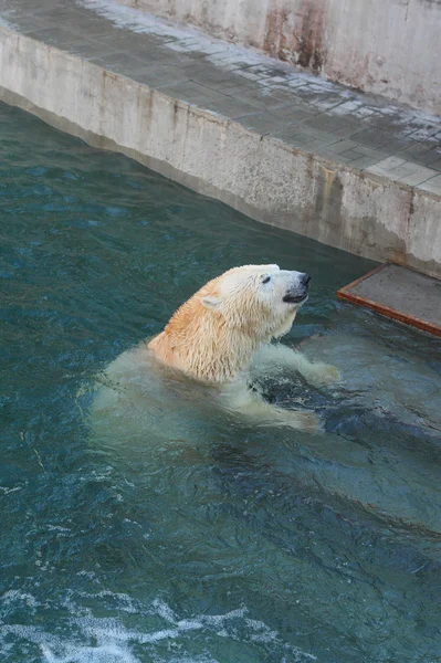 White bear in een dierentuin — Stockfoto