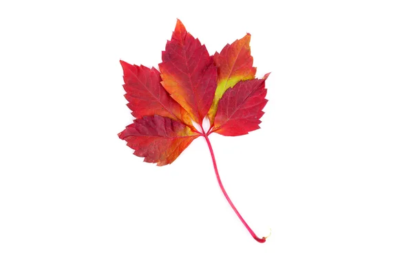 Autumn red leaves — Stock Photo, Image