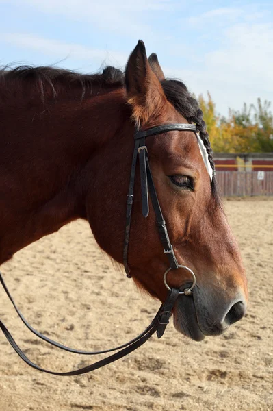 Bruna vackra häst — Stockfoto