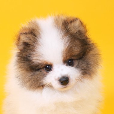 spitz köpek yavrusu