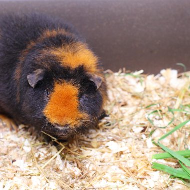 Şirin kahverengi cavy