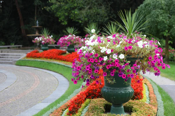 Brillantes flores hermosas — Foto de Stock