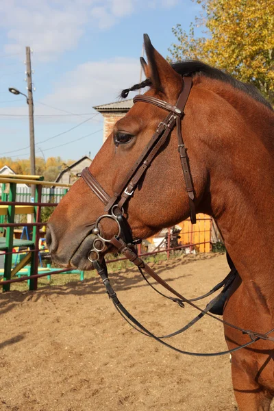 Brown belo cavalo — Fotografia de Stock