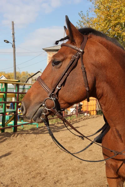 ブラウンの美しい馬 — ストック写真