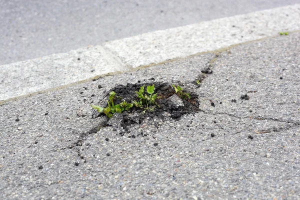 Close-up of green plant — Stock Photo, Image