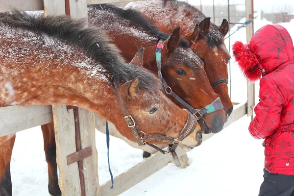 Menina alimentando cavalos — Fotografia de Stock