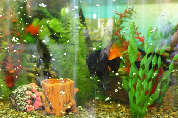 Black fish in the aquarium — Stock Photo, Image