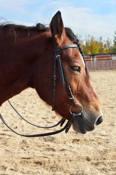 Braunes schönes Pferd — Stockfoto