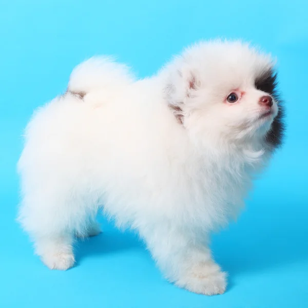 Cute little spitz puppy — Stock Photo, Image