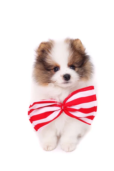 Carino cucciolo di spitz — Foto Stock