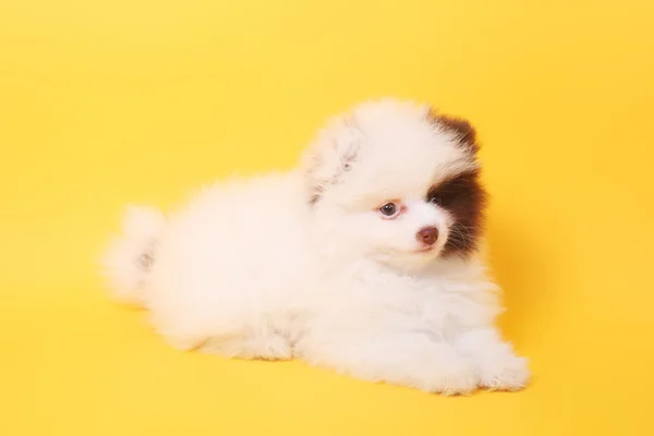 Little spitz puppy — Stock Photo, Image