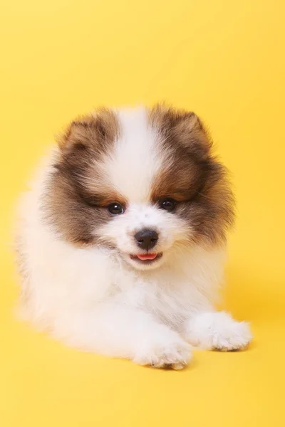 Pequeño cachorro spitz — Foto de Stock