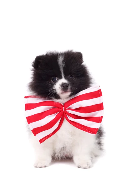 Spitz cucciolo con fiocco rosso — Foto Stock