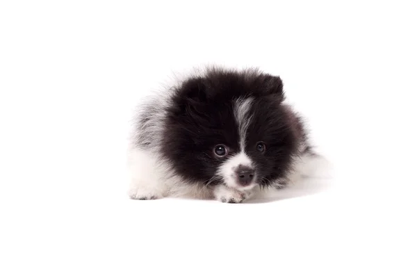 Little spitz puppy — Stock Photo, Image