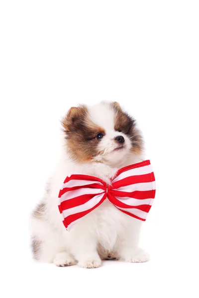 Cute spitz puppy — Stock Photo, Image