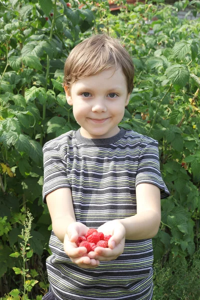 Boy offering raspberries — Stock Photo, Image