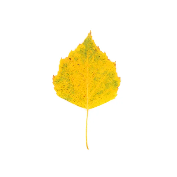 Birch leaf closeup — Stock Photo, Image