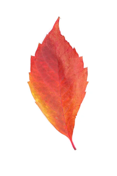 Autumn red leaf — Stock Photo, Image
