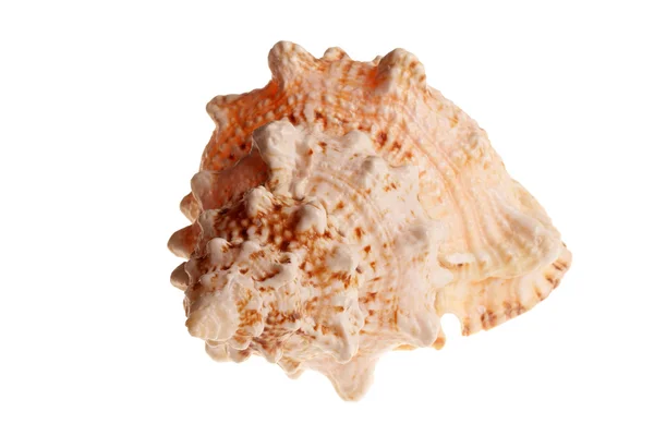 Grande concha do mar — Fotografia de Stock