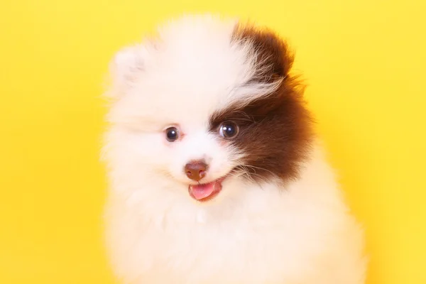 Pequeño cachorro spitz — Foto de Stock