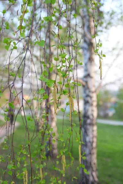 Yeşil huş kedicikler — Stok fotoğraf