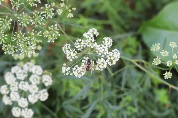 Wespe auf der Schafgarbenpflanze — Stockfoto