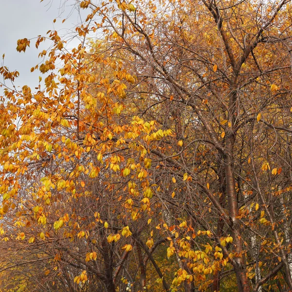 Gele herfst bomen — Stockfoto