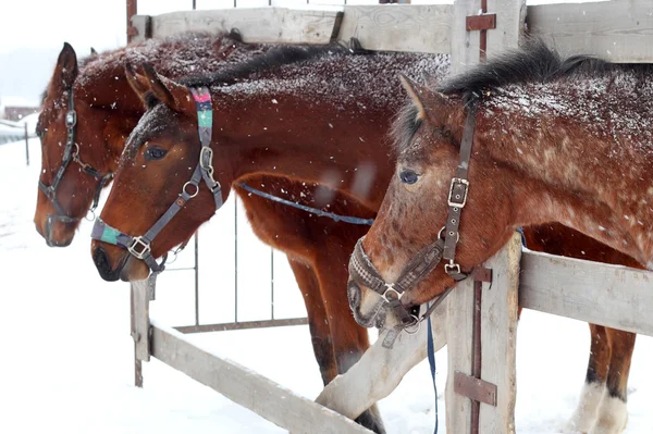 Bruin boerderij paarden — Stockfoto