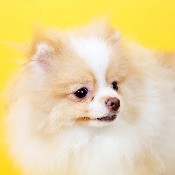 Pequeño cachorro spitz — Foto de Stock