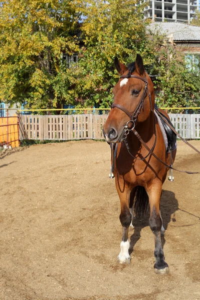若い茶色の馬 — ストック写真