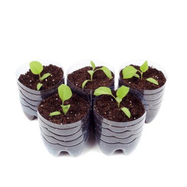 Patlıcan yeşil bahar filizi