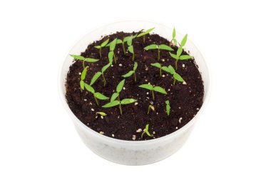 Parlak yeşil lahanası bahar