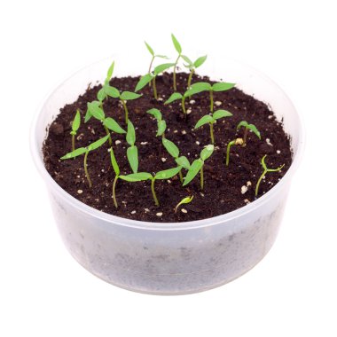 Parlak yeşil lahanası bahar