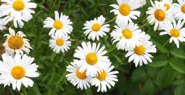 Camomile flowers in the garden — Stock Photo, Image