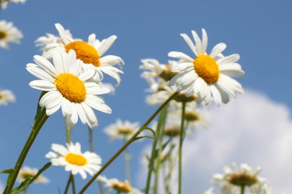 Molti fiori di camomilla lucenti — Foto Stock