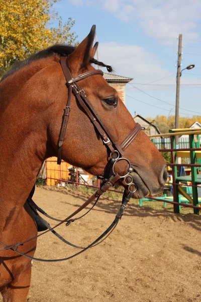 Brązowy koń piękne zbliżenie — Zdjęcie stockowe