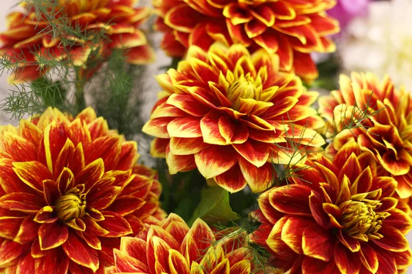 Parlak turuncu ve sarı renkli dahlias