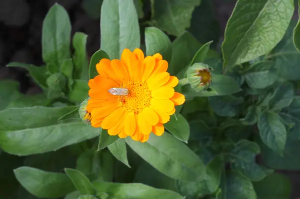 Kumbang pada bunga marigold — Stok Foto
