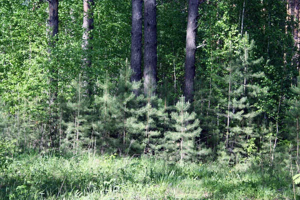 Ormandaki küçük firtrees — Stok fotoğraf