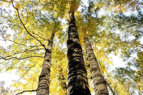 Herfst gouden berken — Stockfoto