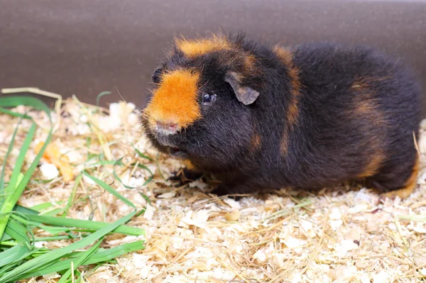 可爱的棕色豚鼠 — 图库照片