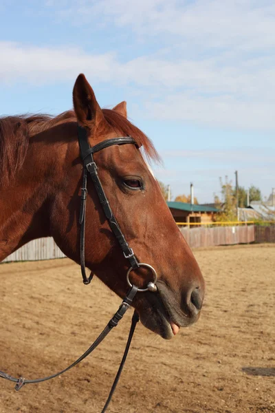 Jeune brun beau cheval — Photo