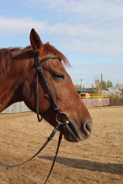 Молодая коричневая красивая лошадь — стоковое фото