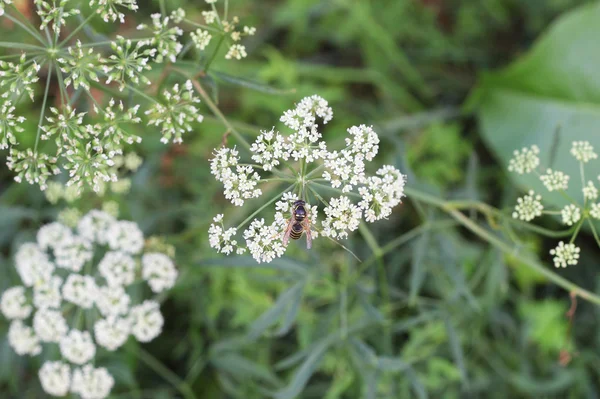 Wespe auf Schafgarbenpflanze — Stockfoto