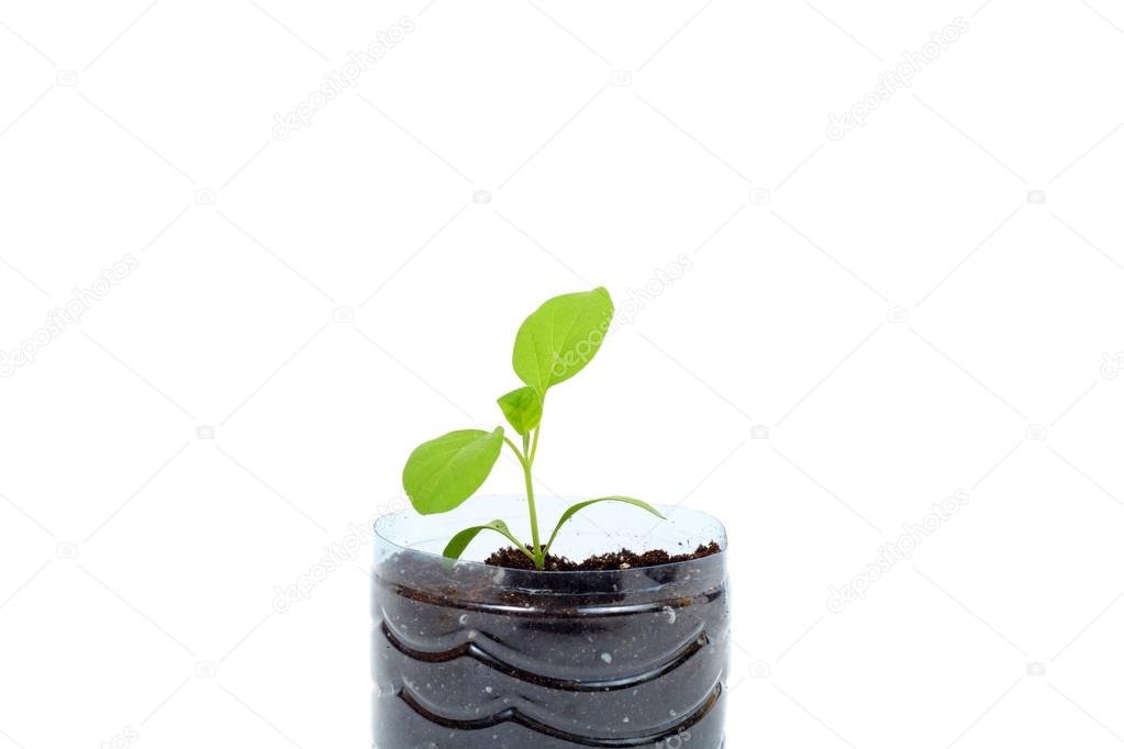 Aubergine spring sprouts