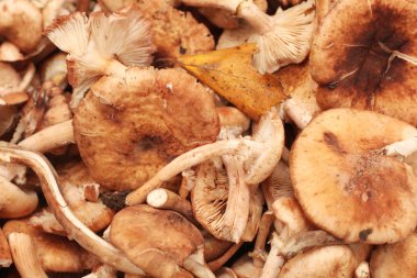 sonbahar mantar hasat